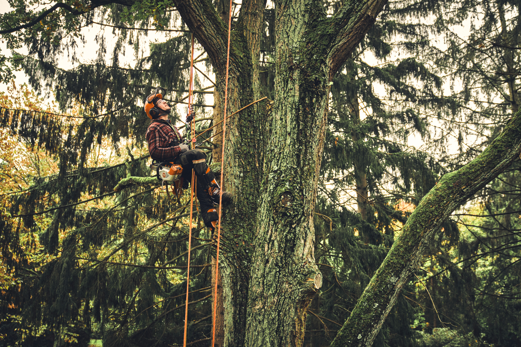 Hombre desramando con la motosierra sin cable STIHL MSA 190 T