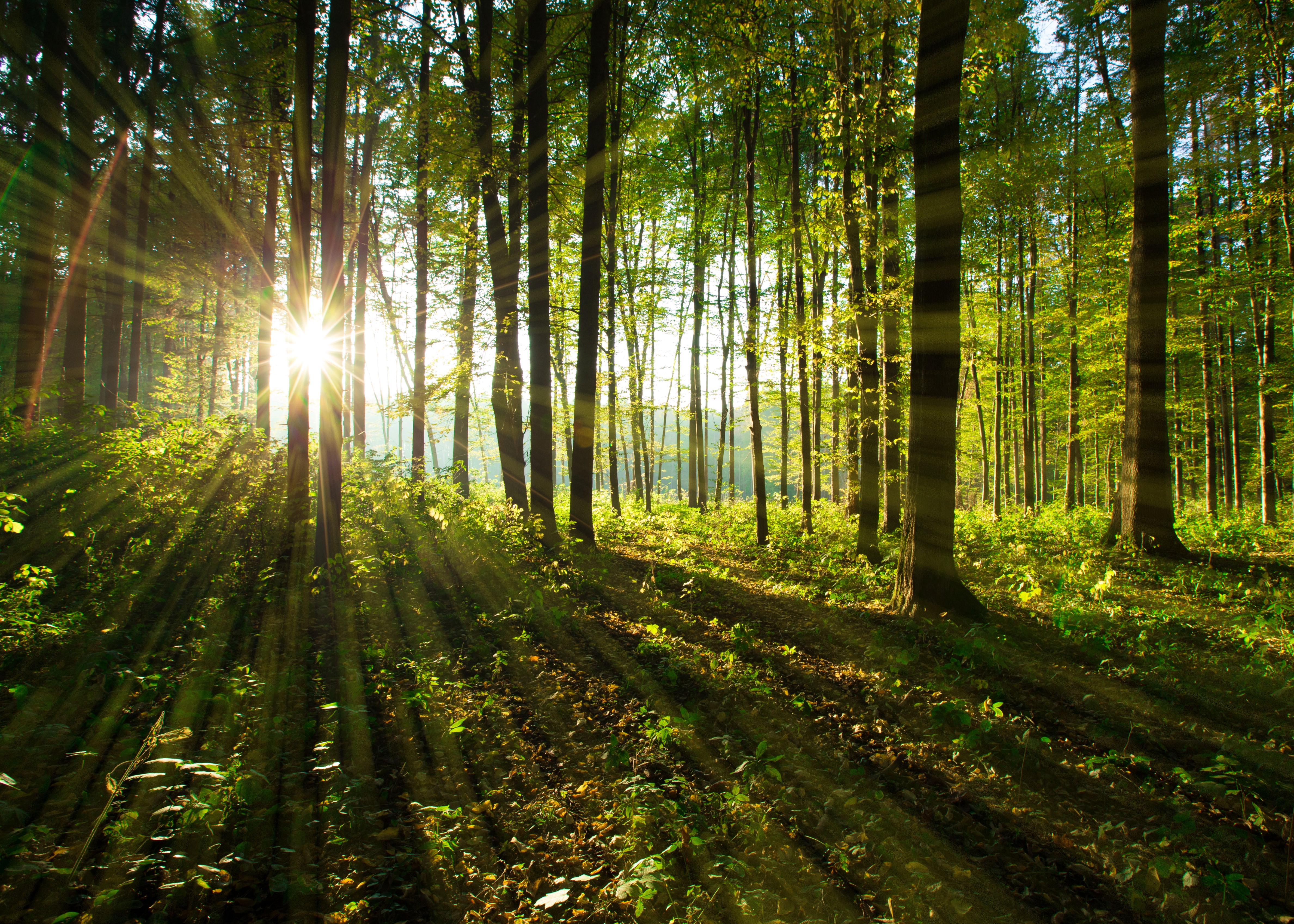 Sol en un bosque